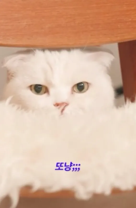 동물