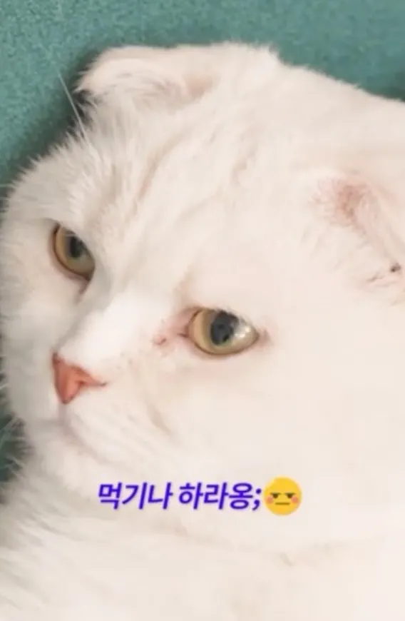 동물